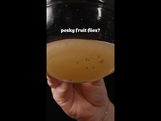 DIY Fly Trap: Easy and Eco-Friendly Solution