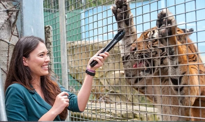 Tiger mauls animal handler at Australia’s Dreamworld theme park, arm lacerated but stable