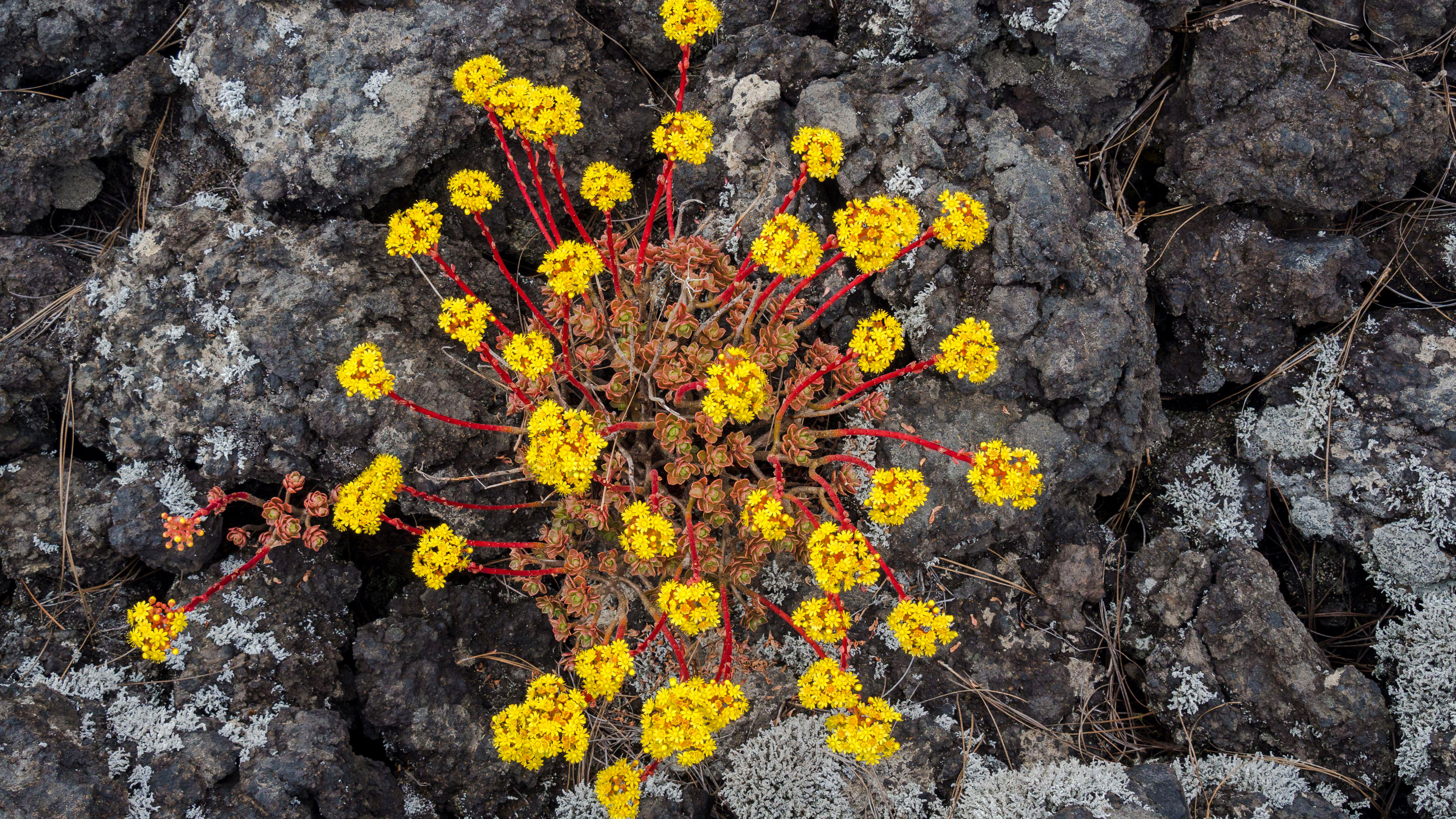 How plants could mine metals from the soil