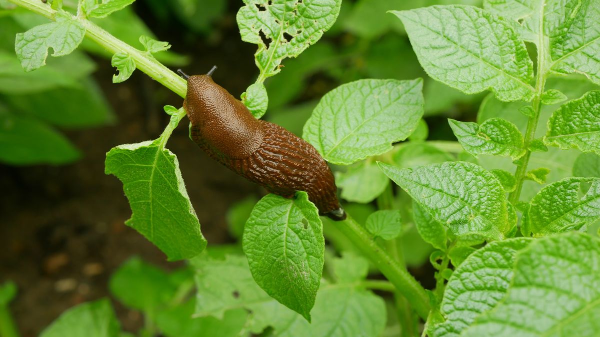 Gardener's 25p hack to get slugs out of your garden - and keep them away