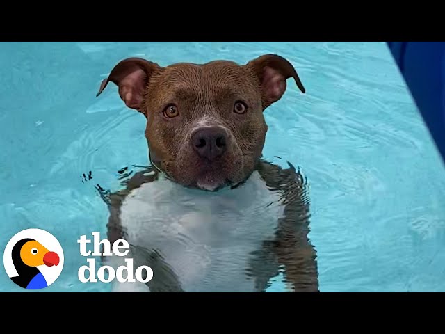 Pearl The Pittie Won't Get Out Of The Pool | The Dodo