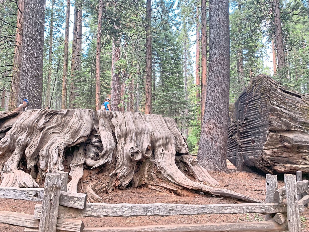 The Discovery Tree in US grew for 1,000 years but was cut down for profit