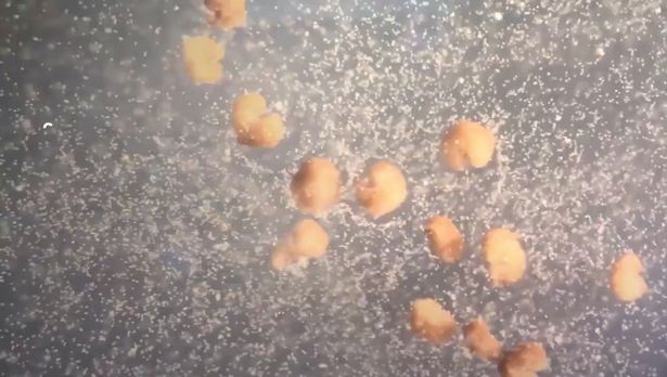 'Third state' beyond life and death discovered by scientists