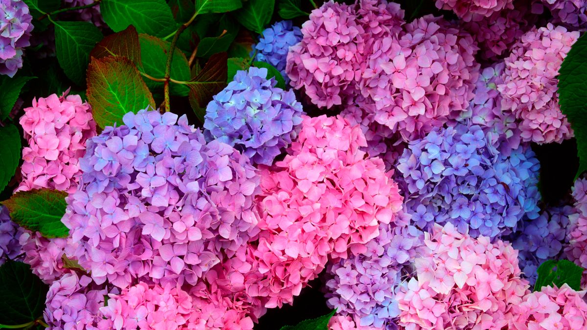 ‘Magic’ kitchen scrap will turn your hydrangeas from pink to blue