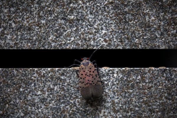 The Squishy Truth About Why You’re Seeing Fewer Spotted Lanternflies