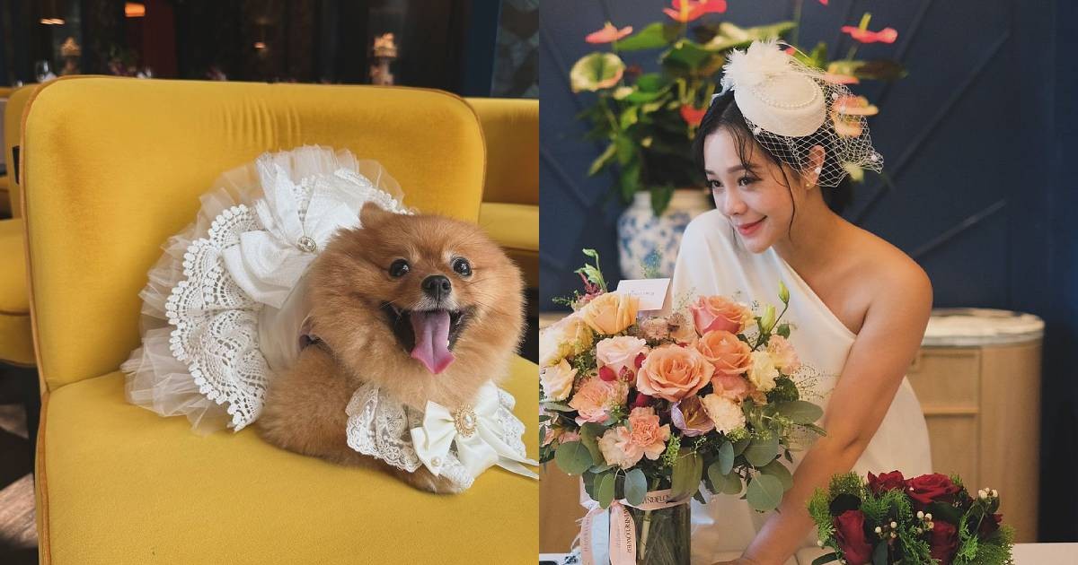 Apple Chan holds wedding reception, dresses pet dog in lace dress