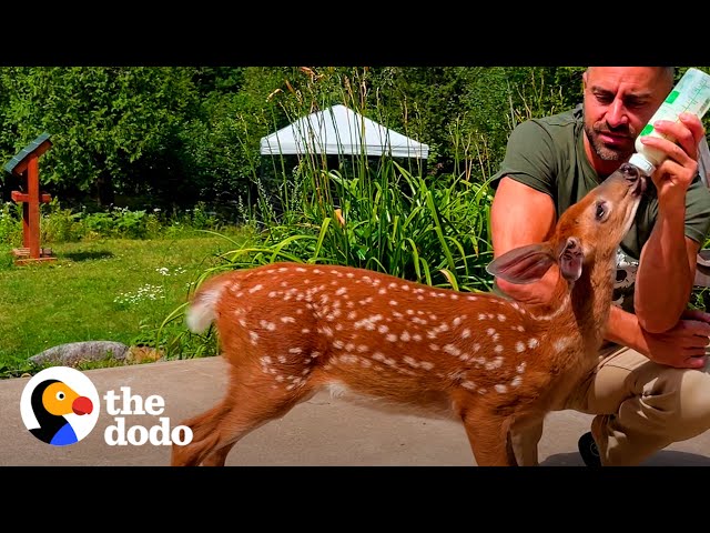 Orphaned Fawn Adopts This Guy As Her Dad | The Dodo