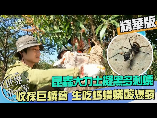 【屏东】收採巨大蚁窝 食用"拟黑多刺蚁"蚁酸大爆发｜《世界第一等》1047集精华版