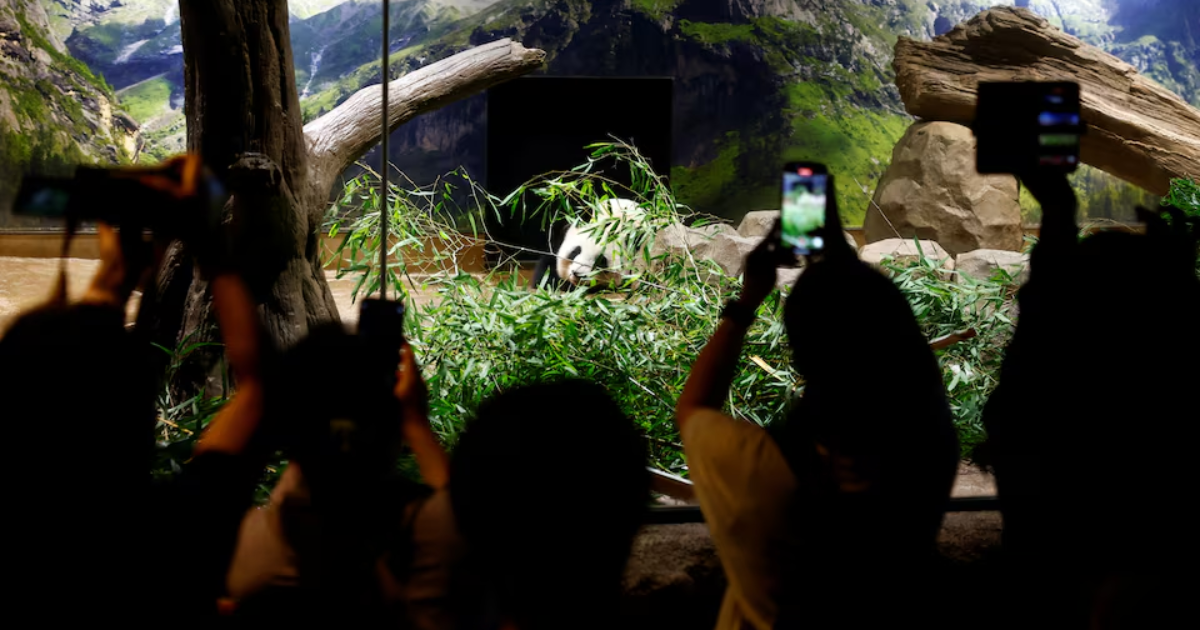 Japan's beloved panda couple return home after heartfelt farewell
