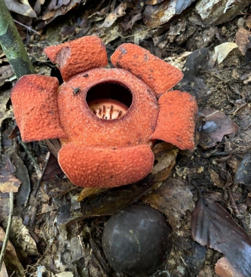 Rarest rafflesia species found growing in Sabah forest reserve