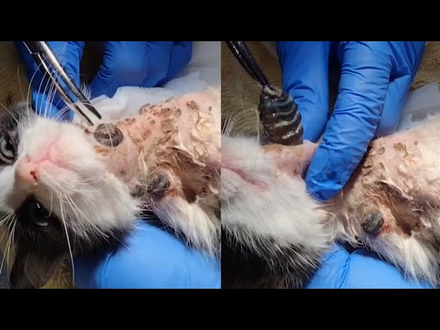Removing Large Mango Worms from Cat's Neck (Part 73)