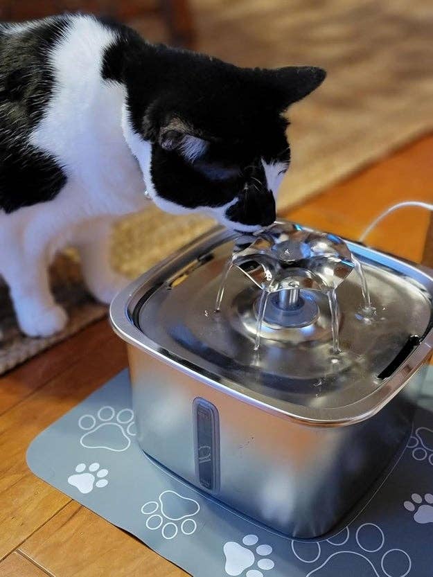 29 Things To Keep Your Feline-Filled Household Running Smoothly