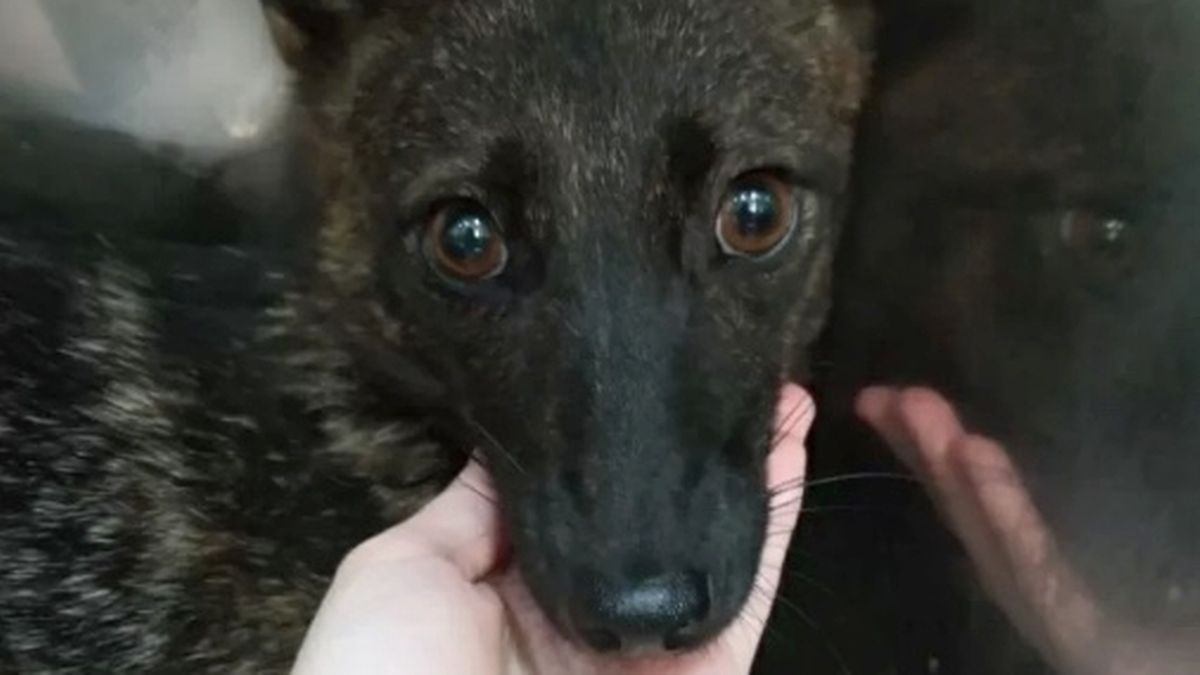 World's first dog and fox hybrid discovered after animal was run over by a car