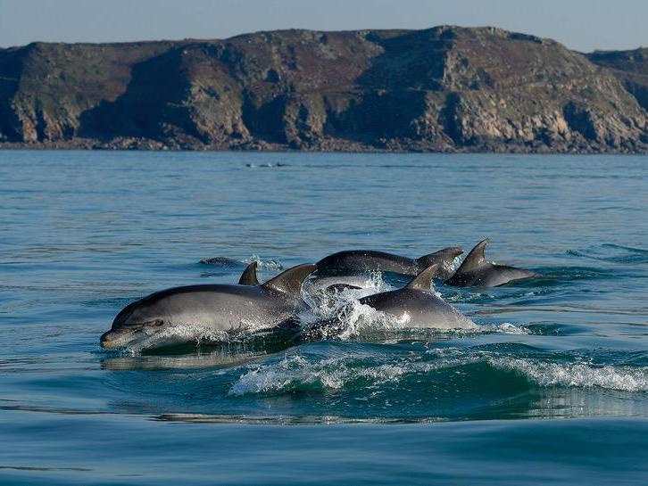 Study finds microplastics in breath of dolphins