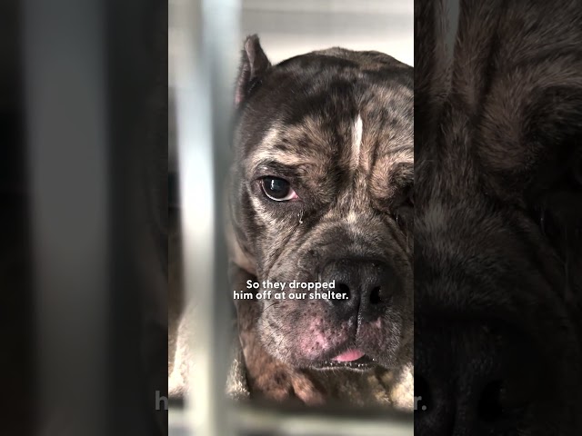 Pittie Refuses To Go Back To The Shelter | The Dodo