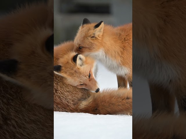 Nuzzle in 🦊  #Shorts #Fox #RedFox #Japan