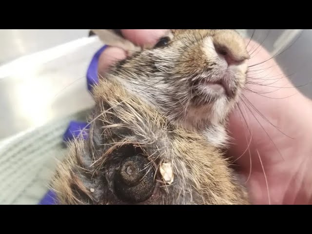 Enormous Botfly Maggot Removed From Bunny (Part 25)