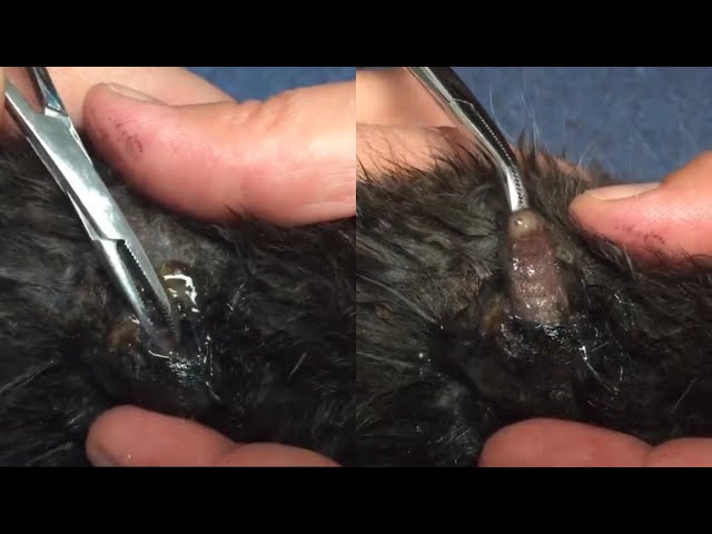 Massive Botfly Maggot Removed From Poor Cat's Back (Part 82)