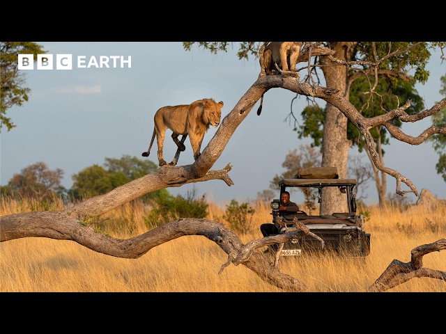 A Filmmaker's Life in the Wild | BBC Earth