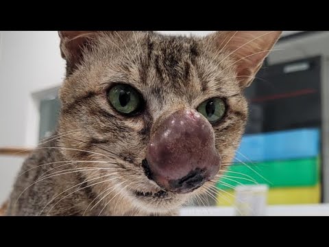 Removing An Enormous Cuterebra From Kitten's Nose (Part 126)