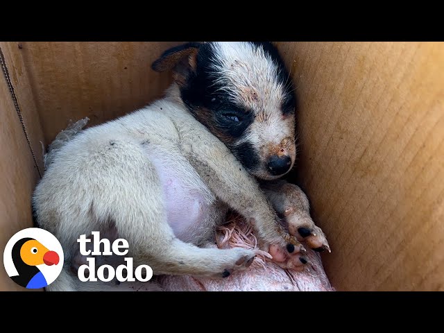 Pup Taken From Mom Too Soon Gets Princess Treatment | The Dodo