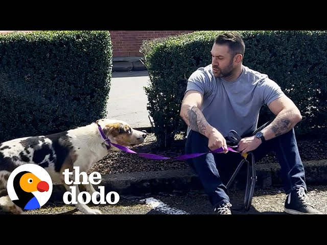 Watch Him Earn This Dog's Trust | The Dodo