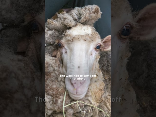 Sheep Buried Under 88 Pounds Of Wool Transforms | The Dodo