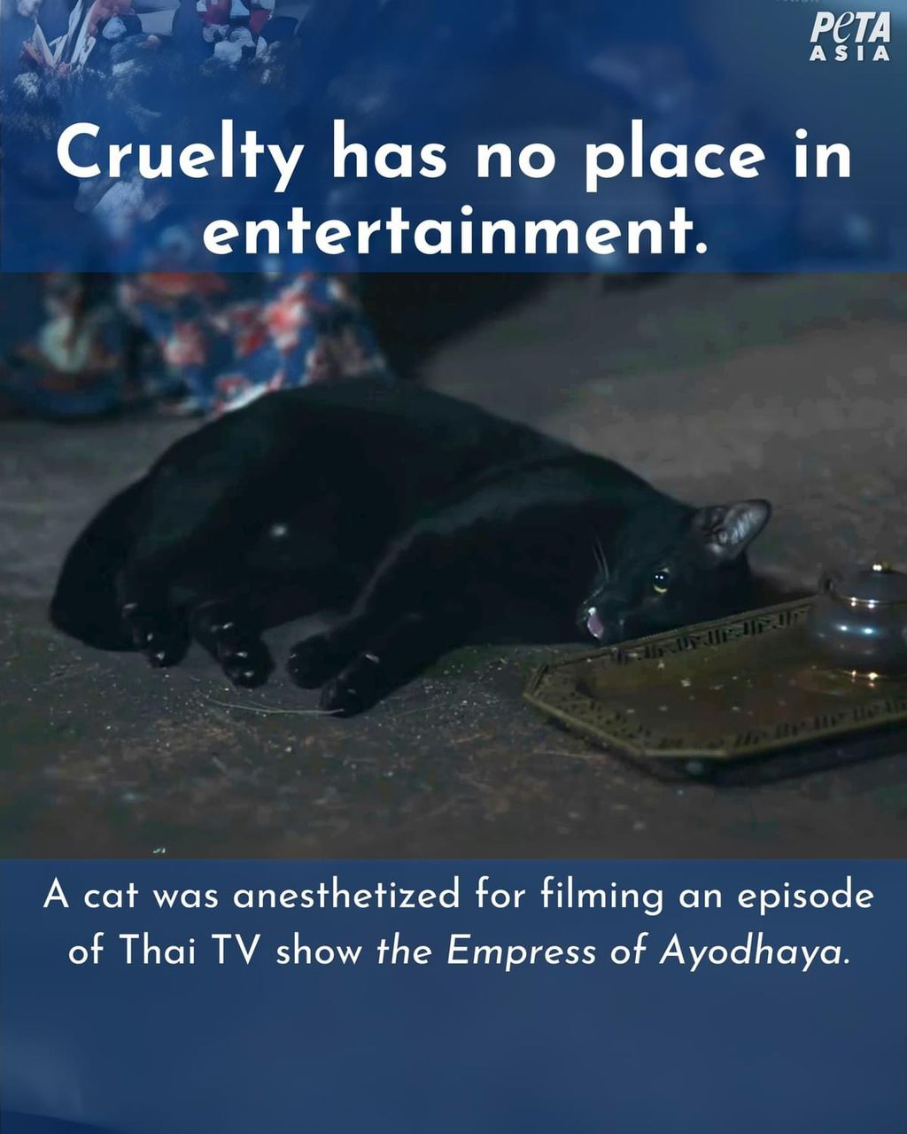 Thai Drama Faces Backlash After Putting Cat Under Anesthesia for Death Scene