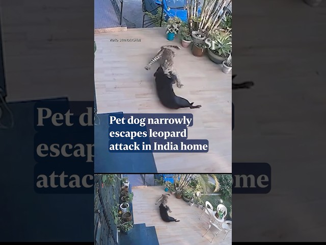 Pet dog narrowly escapes leopard attack in India home