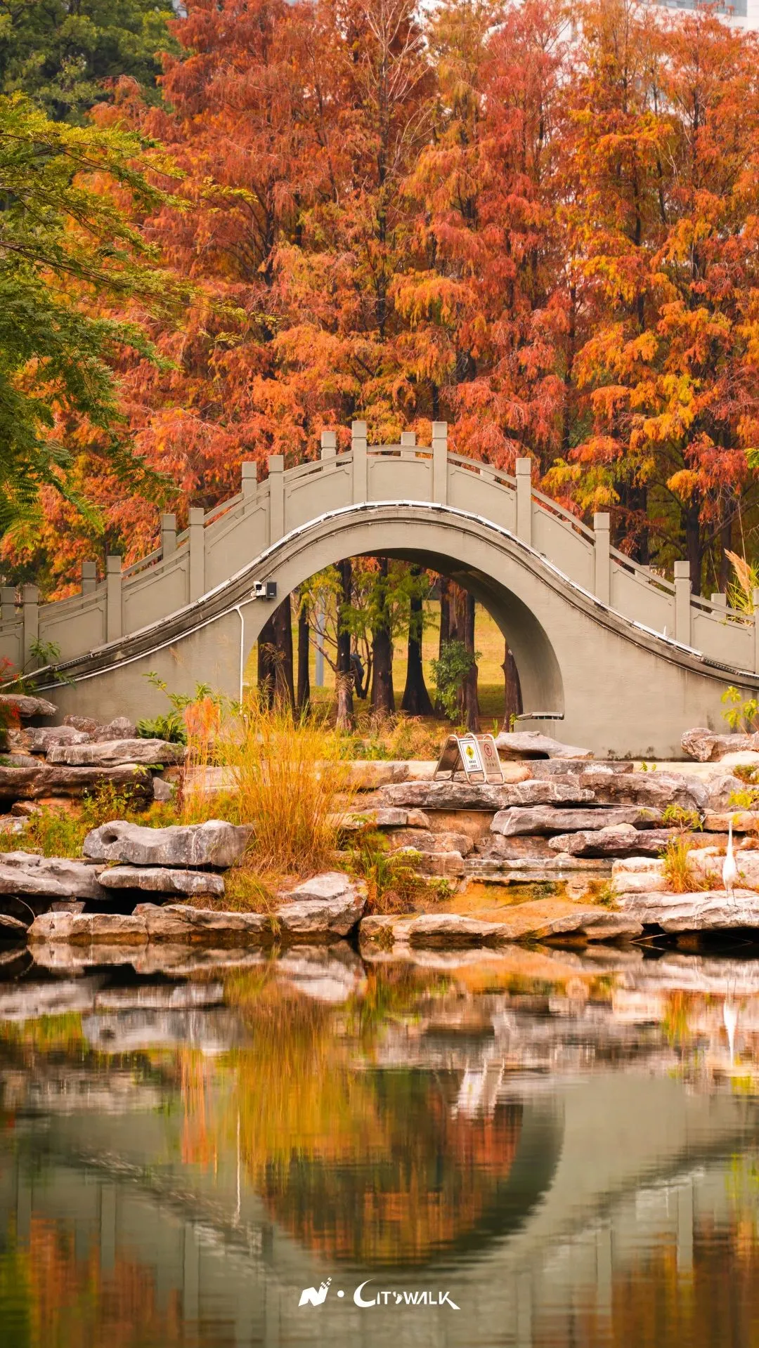 深圳红叶|深圳赏红叶好去处打卡落羽杉粉色芒草 附最佳观赏时间月份