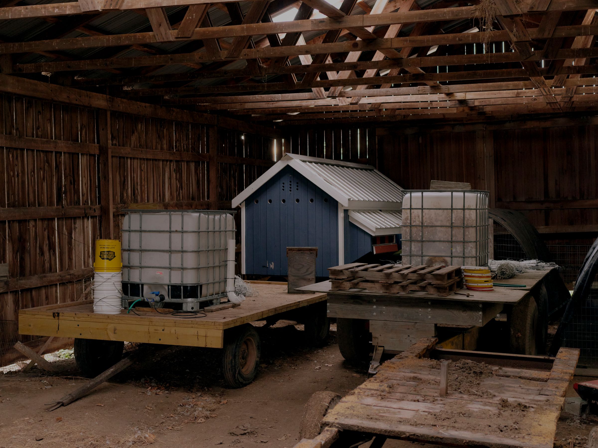 Why a Pasture-Raised Thanksgiving Turkey Costs $95