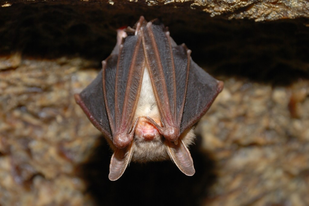 Calif. art teacher, 60, dies of rabies after getting bitten by bat in classroom: ‘She didn’t wanna harm it’