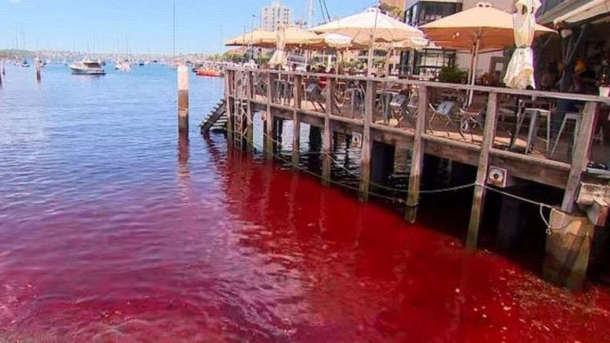 Sydney harbour water mysteriously turns blood red as locals fear the worst