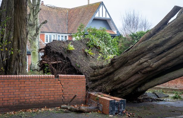 Storm Darragh claims second death as Birmingham man crushed in car by falling tree