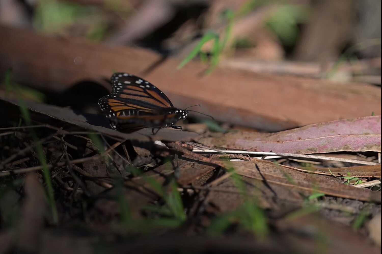 Se recomienda considerar a las mariposas monarca una especie protegida