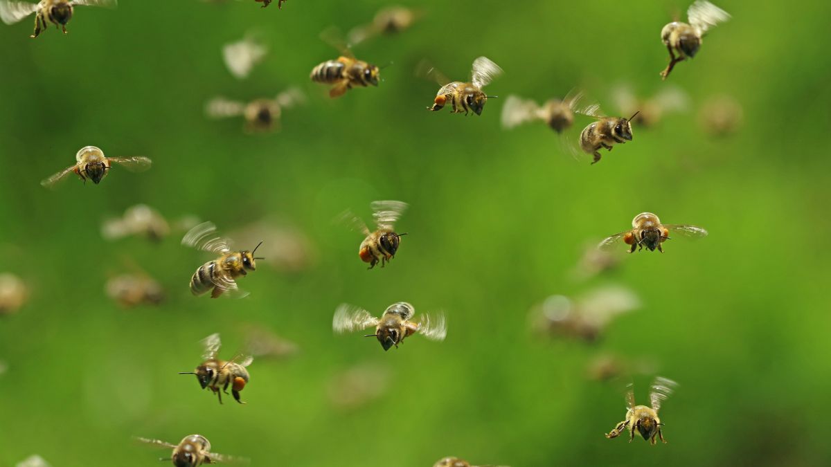 Swarm of bees kill woman in savage attack with another rushed to hospital