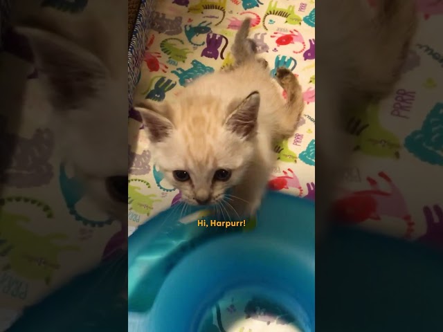 Nothing Stops This Paralyzed Kitten | The Dodo