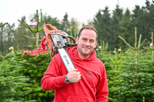 'I run UK's biggest Christmas tree farm – here's what makes the perfect decoration'