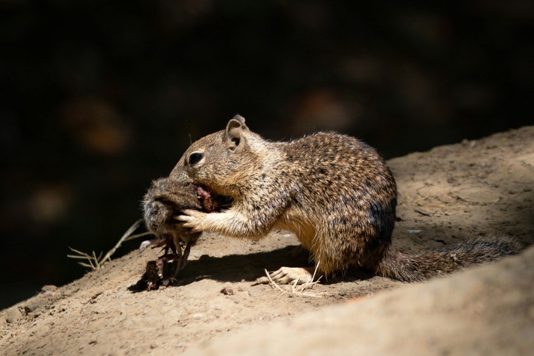 Cute carnivores: bloodthirsty California squirrels go nuts for vole meat