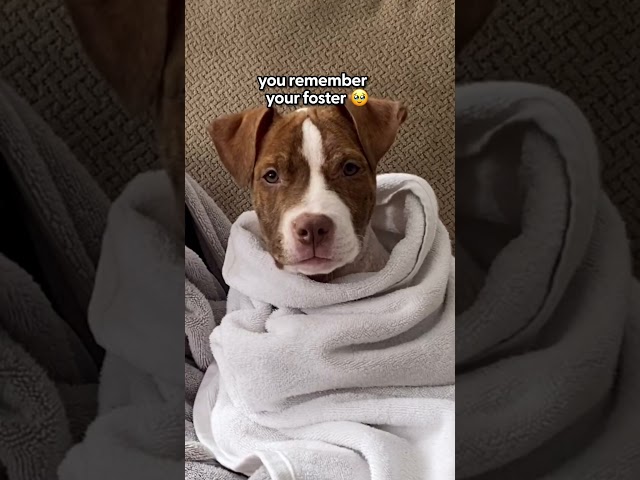Every Pet Parent Needs These Socks | The Pack