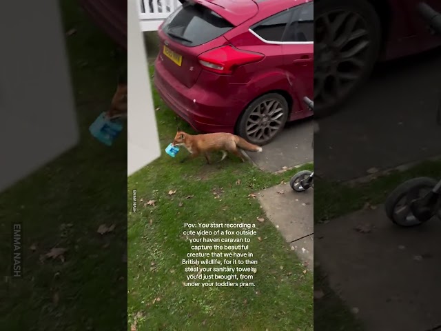 Cheeky Fox Steals Pads From Underneath Stroller! 😲🦊