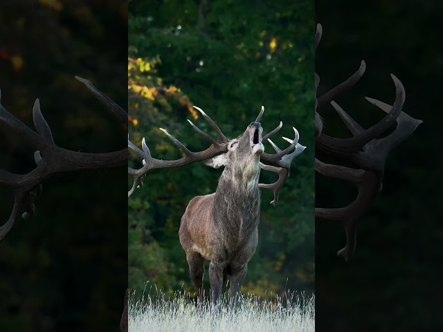 This 'roar' can be heard up to two miles away! ﻿🦌 #RedDeer #Antlers #Shorts