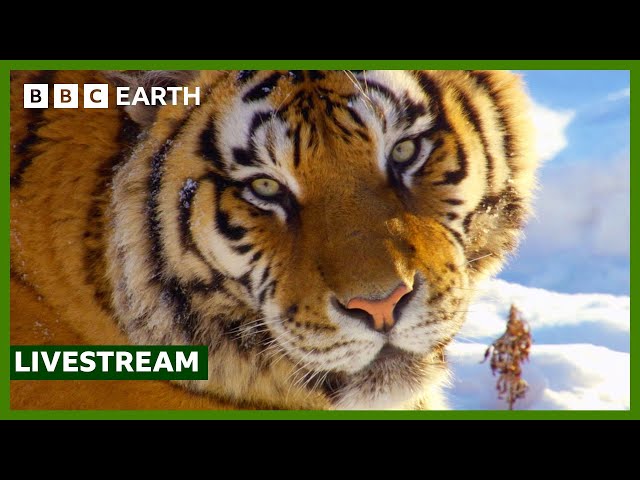 🔴 LIVE: FULL EPISODE: The World Beyond The Great Wall | Wild China | BBC Earth