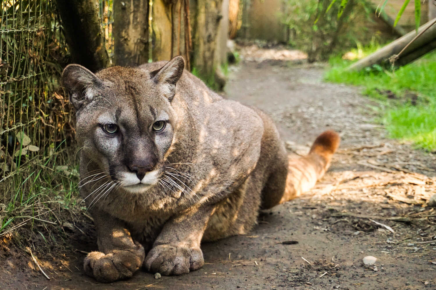 20 Big Cats Die From Bird Flu at a Washington Sanctuary