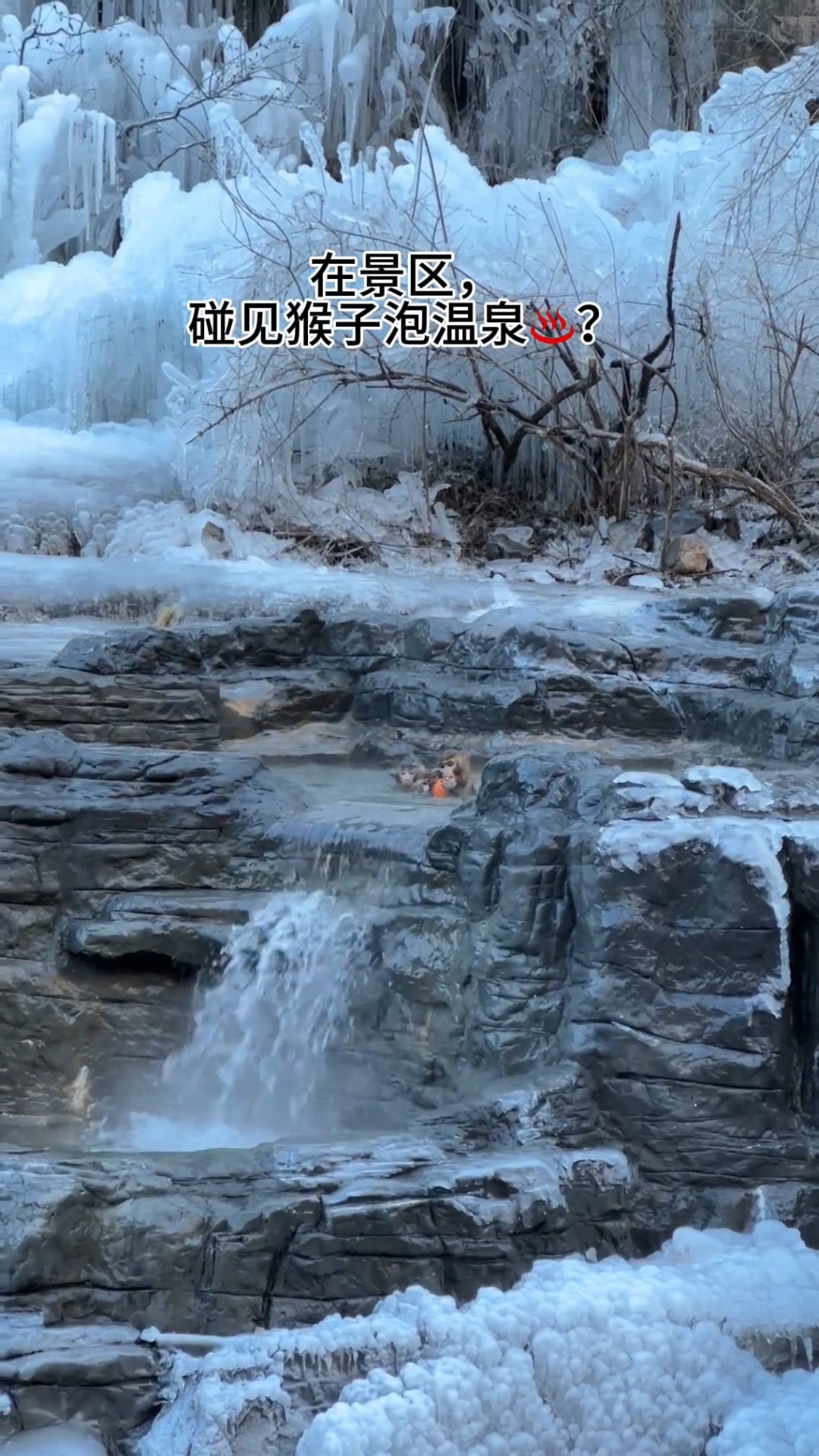 可爱马骝仙境下浸温泉 河南景区：牠们自己行为︱有片