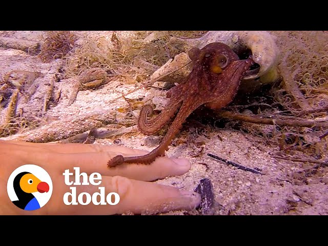 Tiny Octopus Befriends Diver Who Visits Him Everyday | The Dodo