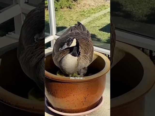 Geese Hide Adorable Secret On Man's Deck | The Dodo