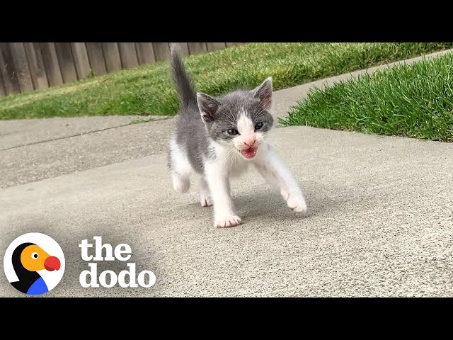 Tiny Abandoned Kitten Asks This Guy To Be His Mom | The Dodo