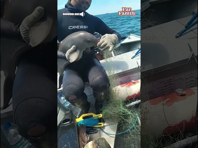 Baby Dolphin Rescued From Net!