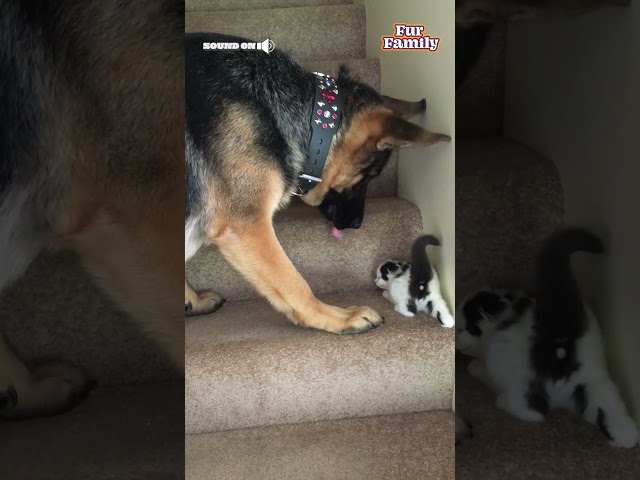 Adorable Dog Helps Carry Foster Kitten Upstairs!